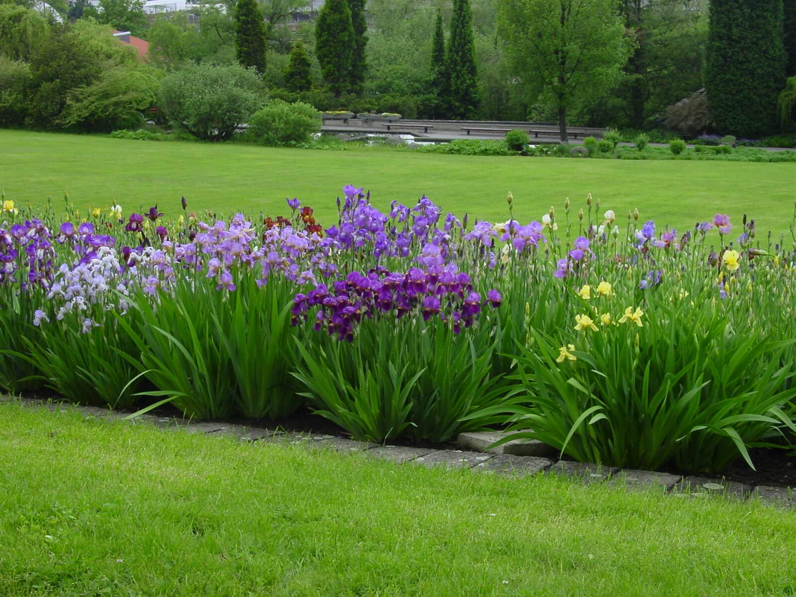 IRIS Botanick Zahrada A Arboretum iris-botanick-zahrada-a-arboretum
